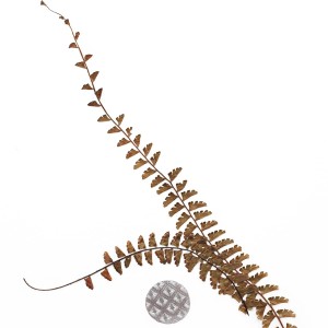 CRAFT WITH NATURAL LEAFS