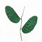 CRAFT WITH NATURAL LEAFS