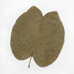 CRAFT WITH NATURAL LEAFS