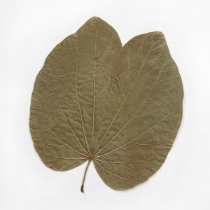 CRAFT WITH NATURAL LEAFS