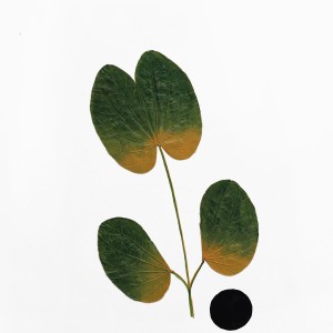 CRAFT WITH NATURAL LEAFS