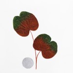 CRAFT WITH NATURAL LEAFS
