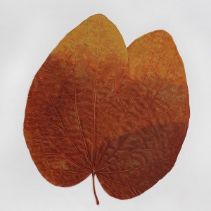 CRAFT WITH NATURAL LEAFS