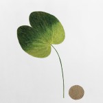 CRAFT WITH NATURAL LEAFS