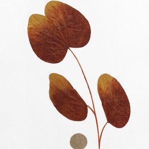CRAFT WITH NATURAL LEAFS