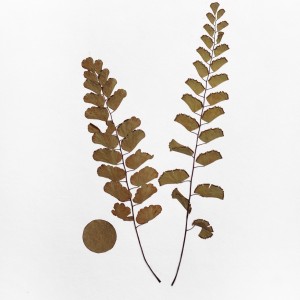 CRAFT WITH NATURAL LEAFS