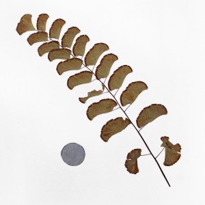 CRAFT WITH NATURAL LEAFS