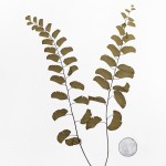CRAFT WITH NATURAL LEAFS