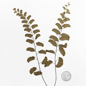 CRAFT WITH NATURAL LEAFS
