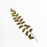 CRAFT WITH NATURAL LEAFS