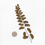 CRAFT WITH NATURAL LEAFS