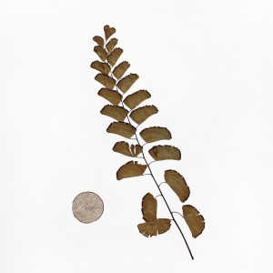 CRAFT WITH NATURAL LEAFS
