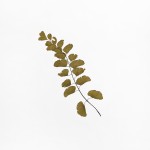 CRAFT WITH NATURAL LEAFS