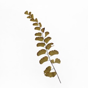 CRAFT WITH NATURAL LEAFS