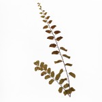 CRAFT WITH NATURAL LEAFS