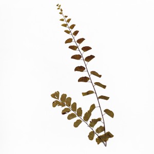 CRAFT WITH NATURAL LEAFS