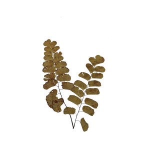 CRAFT WITH NATURAL LEAFS