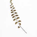 CRAFT WITH NATURAL LEAFS