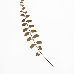CRAFT WITH NATURAL LEAFS