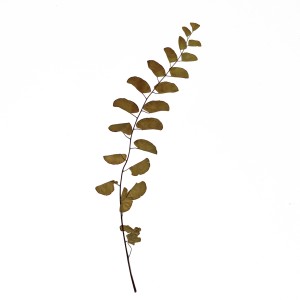 CRAFT WITH NATURAL LEAFS