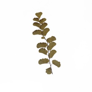 CRAFT WITH NATURAL LEAFS