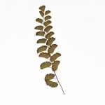 CRAFT WITH NATURAL LEAFS