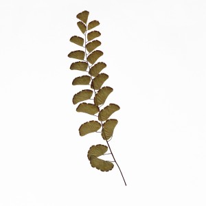 CRAFT WITH NATURAL LEAFS