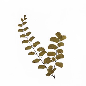 CRAFT WITH NATURAL LEAFS