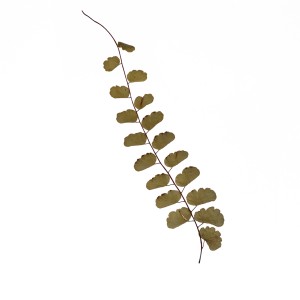 CRAFT WITH NATURAL LEAFS