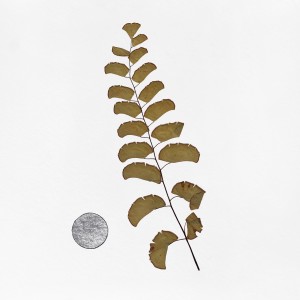 CRAFT WITH NATURAL LEAFS