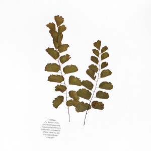 CRAFT WITH NATURAL LEAFS