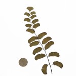 CRAFT WITH NATURAL LEAFS