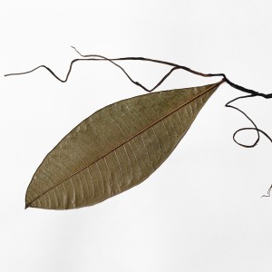 CRAFT WITH NATURAL LEAFS