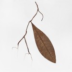 CRAFT WITH NATURAL LEAFS
