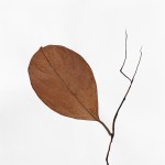 CRAFT WITH NATURAL LEAFS