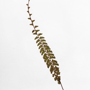 CRAFT WITH NATURAL LEAFS