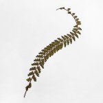 CRAFT WITH NATURAL LEAFS
