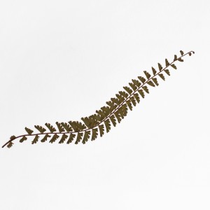 CRAFT WITH NATURAL LEAFS