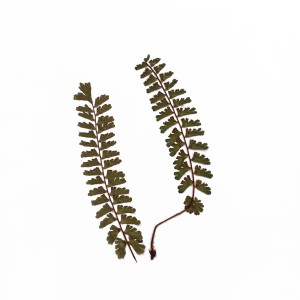 CRAFT WITH NATURAL LEAFS