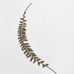 CRAFT WITH NATURAL LEAFS