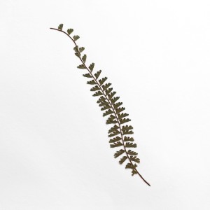 CRAFT WITH NATURAL LEAFS