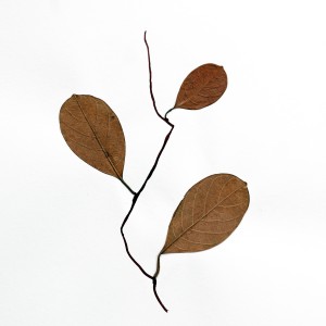 CRAFT WITH NATURAL LEAFS