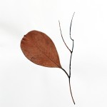 CRAFT WITH NATURAL LEAFS
