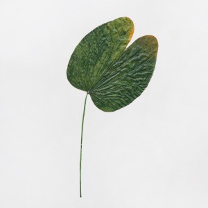 CRAFT WITH NATURAL LEAFS