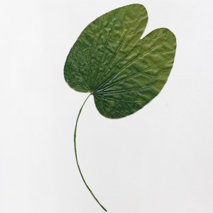 CRAFT WITH NATURAL LEAFS