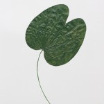 CRAFT WITH NATURAL LEAFS