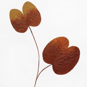 CRAFT WITH NATURAL LEAFS