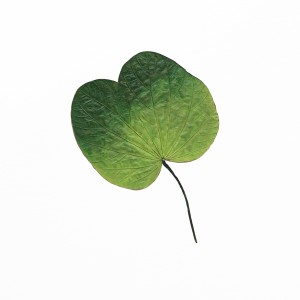 CRAFT WITH NATURAL LEAFS
