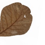 CRAFT WITH NATURAL LEAF ARTPRINT