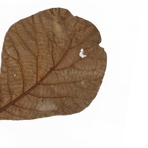 CRAFT WITH NATURAL LEAF ARTPRINT